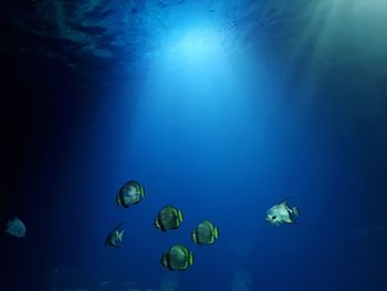 Fish swimming in sea