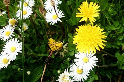 Close-up of white daisy flower