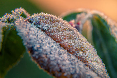 Close-up of frozen leaves