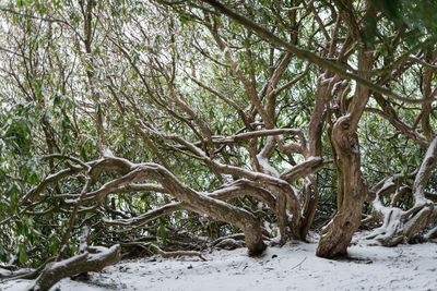 Trees in forest during winter