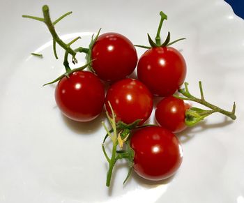 High angle view of cherry tomatoes in plate