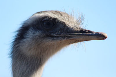 Close-up of a ostrich looking away