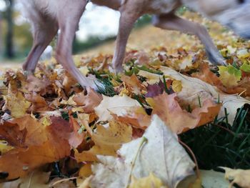 Close-up of lizard on autumn leaves