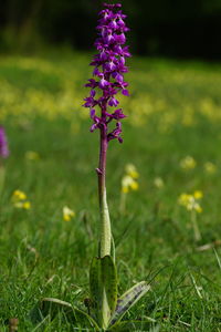 Close-up of purple flowering plant on field