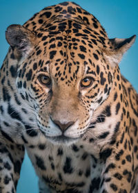 Close-up of jaguar 