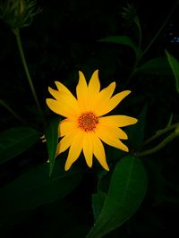 Close-up of yellow flower blooming outdoors