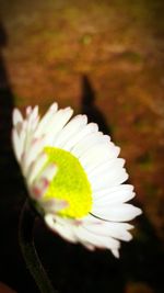 Close-up of white flower