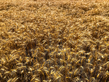 Full frame shot of crops on field