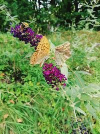 Close-up of butterfly on purple flowering plant in field