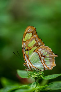 Close-up of butterfly on leaf