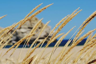 Close-up of stalks in field against blue sky