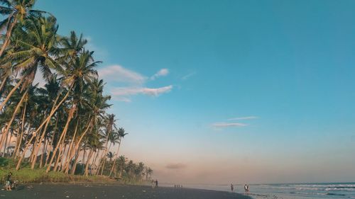 Palm trees at beach against sky