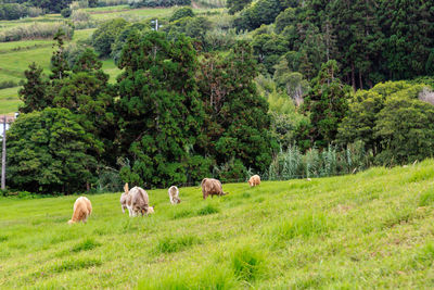 Cows grazing in a field