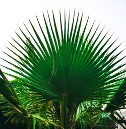 Low angle view of palm tree against sky