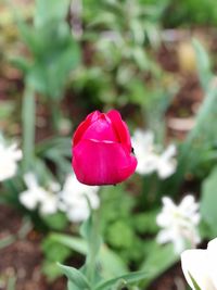 Close-up of pink rose flower