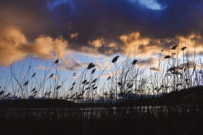 Silhouette birds against sky during sunset