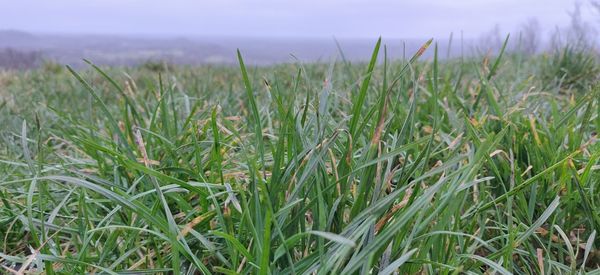 Close-up of crops growing on field against sky