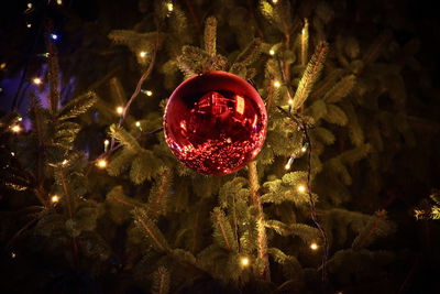 Illuminated christmas tree at night