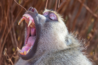 Close-up of baboon with mouth open