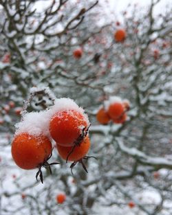 Close-up of frozen fruit on tree