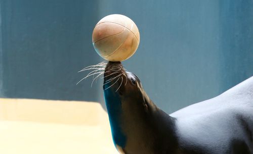 Seal playing with ball at zoo