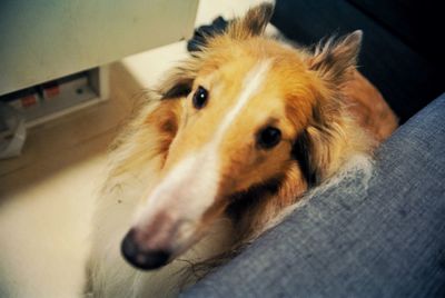 Close-up portrait of dog at home
