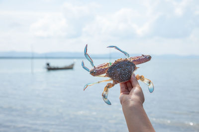 Midsection of person holding a sea