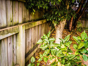 Plants growing in backyard