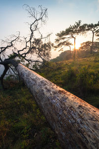 Tree trunk on field against sky