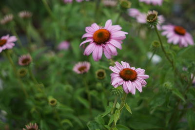 Close-up of pink flowering plants on field