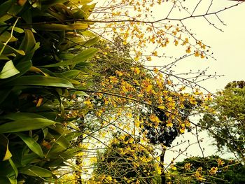 Low angle view of tree