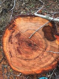 High angle view of tree stump in forest