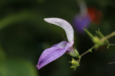 Close-up of purple flowering plant