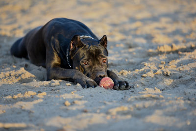 Black dog lying on sand with ball at beach