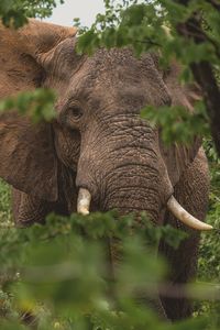 Close-up of elephant