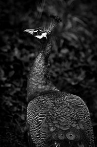 Close-up of peacock