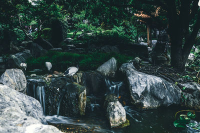 Stream flowing through rocks in forest
