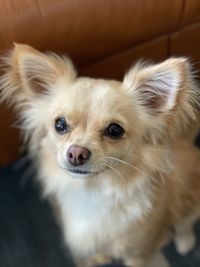 Close-up portrait of a dog at home