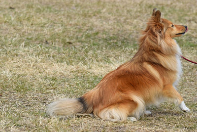 View of a dog looking away
