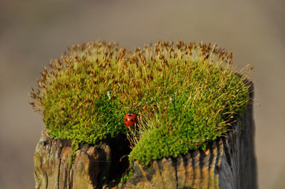 Close-up of plants