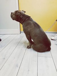Dog looking away while sitting on hardwood floor