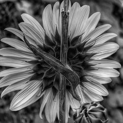 Close-up of flower blooming outdoors