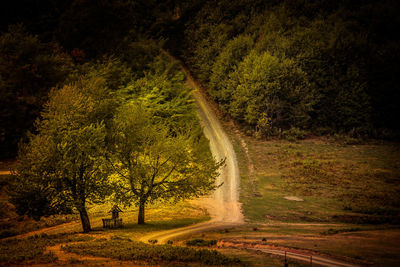 Road passing through forest