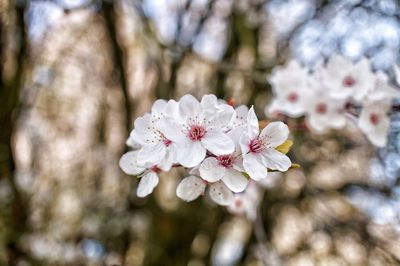 Close-up of white cherry blossom