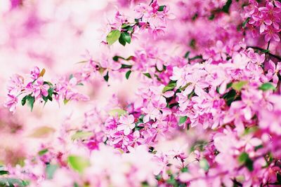 Close-up of pink flowers