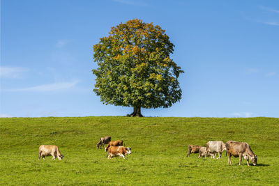 Single big tree in field