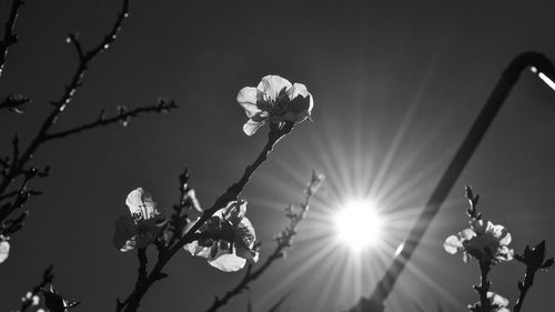 Close-up of cherry blossom against bright sun