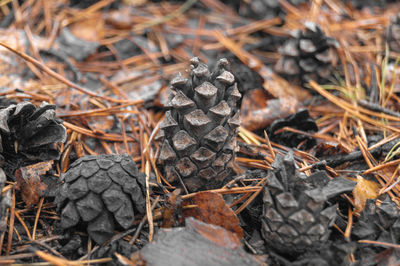 Close-up of pine cone on field