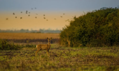 Wild deer  dama dama in autumn colorful background