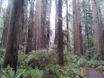 Trees in forest